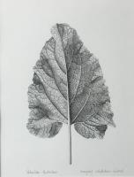 Petasites hybridus